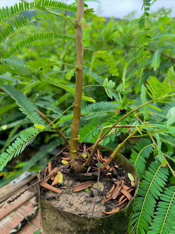 滇橄榄（余甘子）