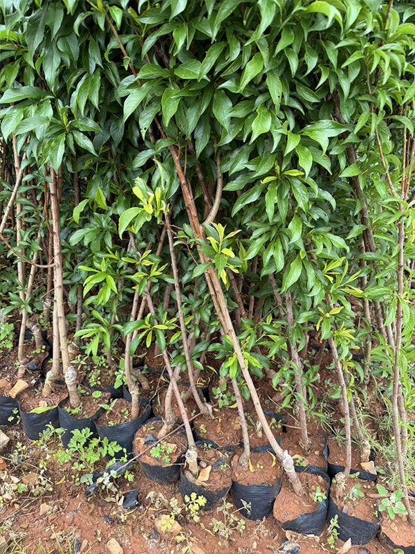 种植苗木对土壤的要求