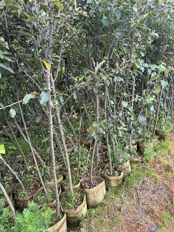 红露苹果育苗