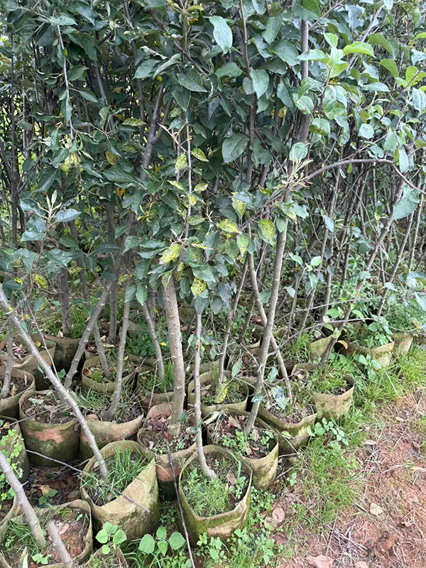 立春后适合种植什么苗木