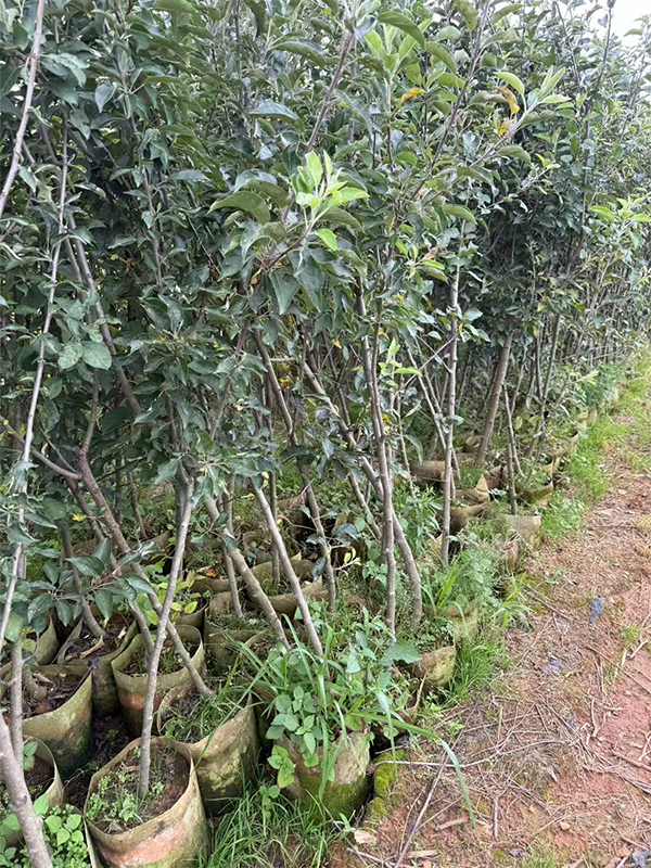 大树全冠全叶移植应如何处理？