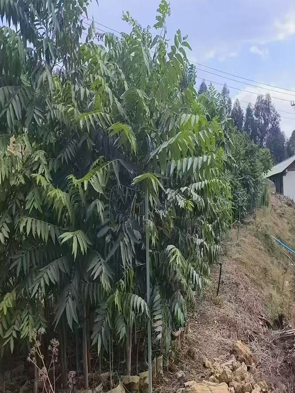 生苗和熟苗的区别，你了解多少？