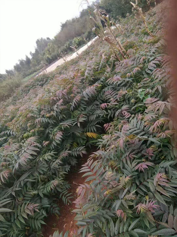红油香椿种植