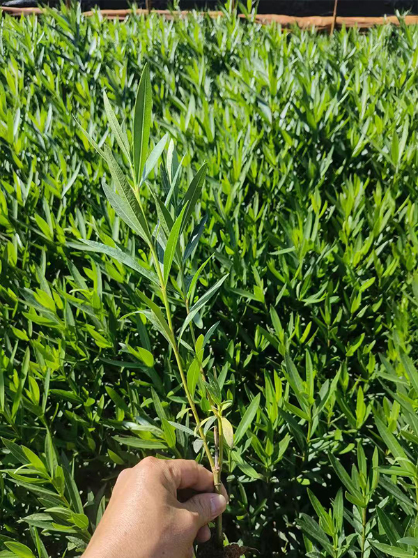 果树修剪什么季节最好