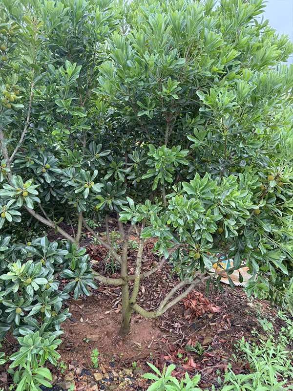 硬丝杨梅苗种植