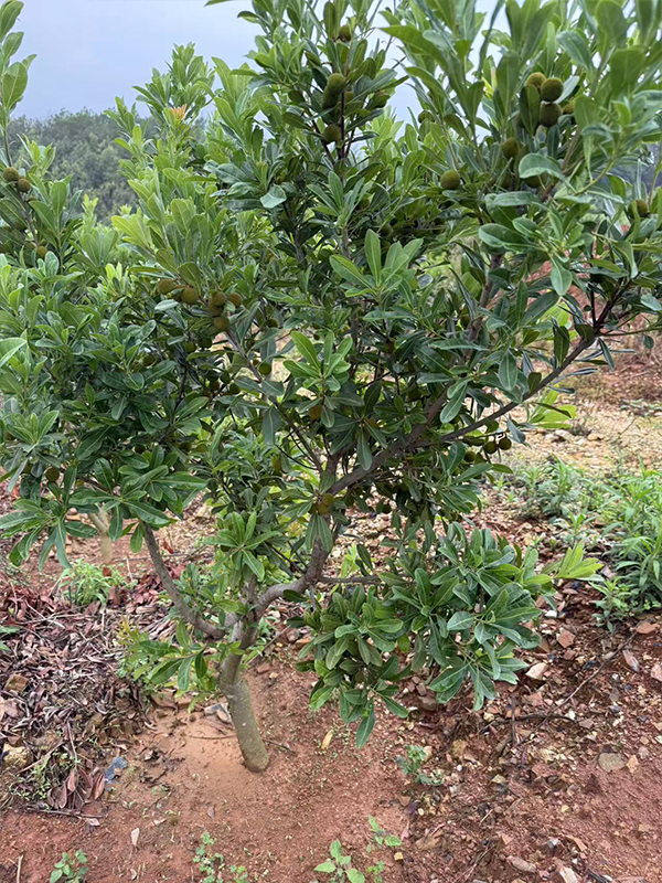 硬丝杨梅苗种植