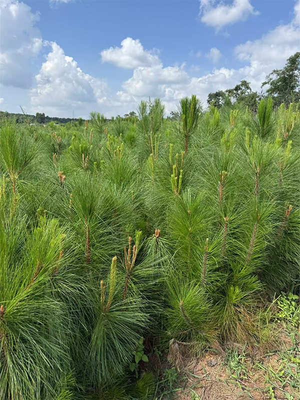 如何防止苗木“假活”